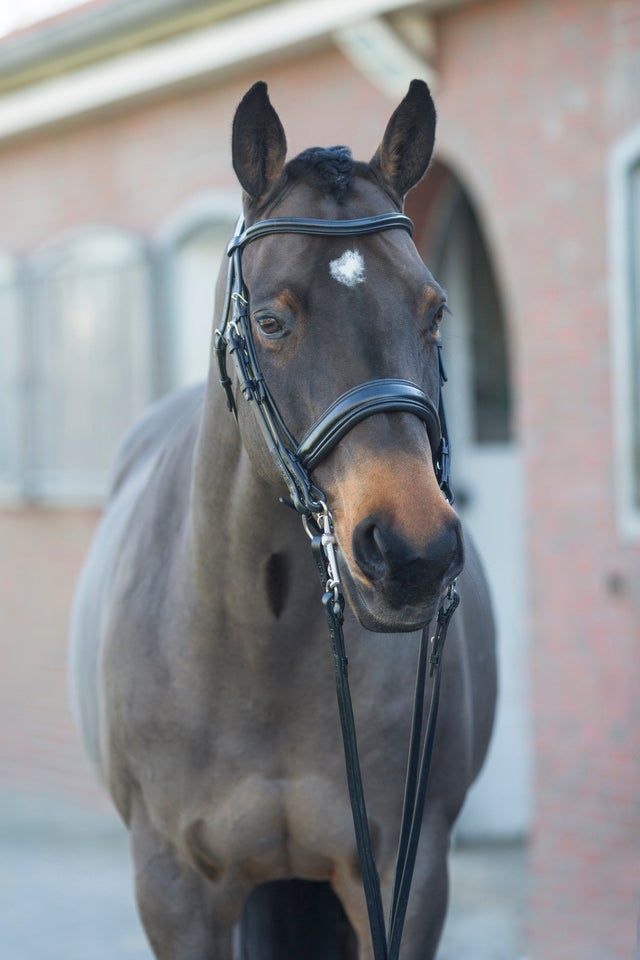 IKONIC SADDLERY | GEA Tack Store